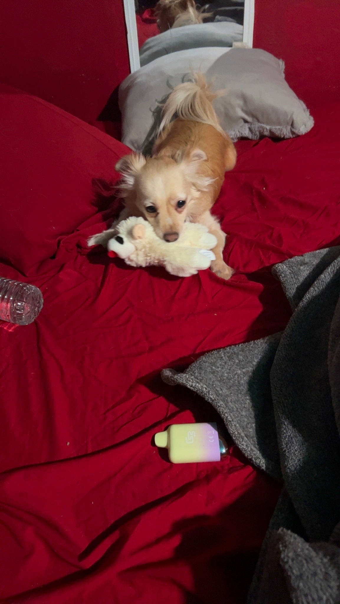 Mickey joined the competition — help win amazing prizes! bed, canidae, carnivore, comfort, companion_dog, couch, dog, dog_breed, dog_supply, duvet, fawn, felidae, fur, linens, pillow, room, small_to_medium_sized_cats, sporting_group, toy, toy_dog