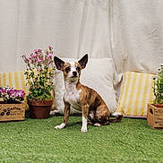 Dior a rejoint le concours — aidez-le/la à gagner de superbes lots ! dog, small_dog, brindle, artificial_grass, potted_plants, flowers, pillows, stuffed_bunny, indoor, decor, greenery, cute, pet, canine, brown_white, sitting, ears, garden_style, wooden_crates, cozy