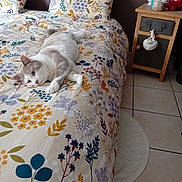 Maew a rejoint le concours — aidez-le/la à gagner de superbes lots ! cat, bed, floral_pattern, pillow, bedspread, indoor, tile_floor, nightstand, decor, relaxed, pet, furniture, cozy, home, animal, resting, domestic, sleepy, soft, comfortable