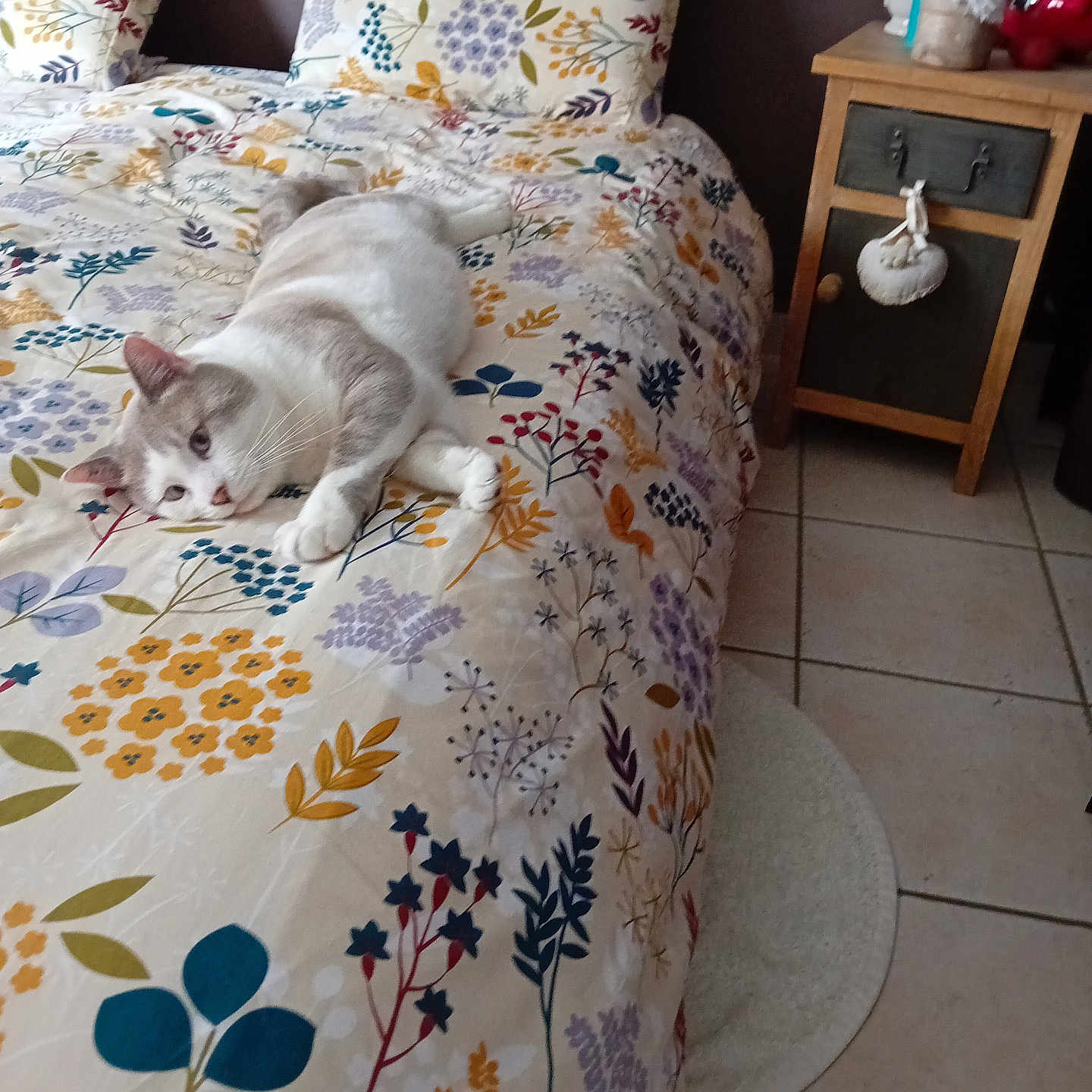 Maew a rejoint le concours — aidez-le/la à gagner de superbes lots ! animal, bed, bedspread, cat, comfortable, cozy, decor, domestic, floral_pattern, furniture, home, indoor, nightstand, pet, pillow, relaxed, resting, sleepy, soft, tile_floor