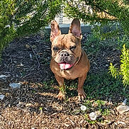 Louva participe au concours pour gagner de l'argent avec cette photo : dog, french_bulldog, outdoor, sunlight, greenery, bush, mulch, tongue_out, pet, animal, canine, nature, small_dog, happy, brown, plant, flower, sidewalk, summer, daylight