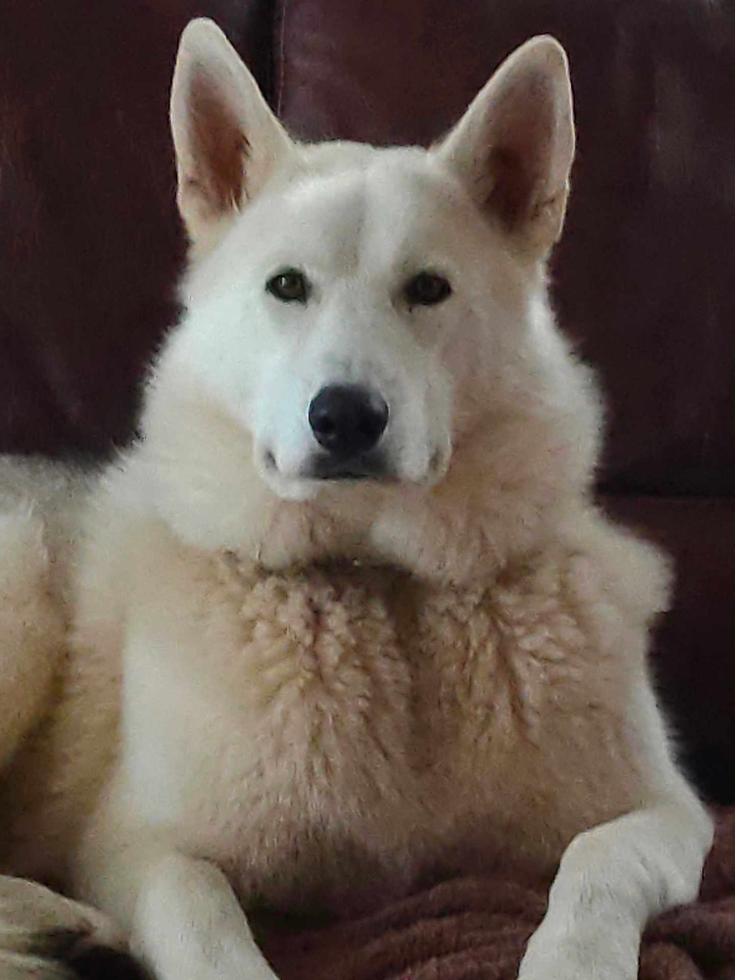 Sheyko a rejoint le concours — aidez-le/la à gagner de superbes lots ! animal, canine, companion, couch, dog, domestic_animal, ears, fluffy, fur, furniture, indoor, laying, mammal, nose, paw, pet, portrait, relaxed, resting, white_dog