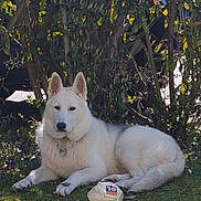 Sheyko participe au concours pour gagner de l'argent avec cette photo : animal, bushes, canine, collar, daylight, dog, fur, grass, greenery, lying_down, nature, outdoor, paw, pet, playful, quiet, relaxed, soccer_ball, sunlight, white_dog