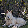 animal, bushes, canine, collar, daylight, dog, fur, grass, greenery, lying_down, nature, outdoor, paw, pet, playful, quiet, relaxed, soccer_ball, sunlight, white_dog