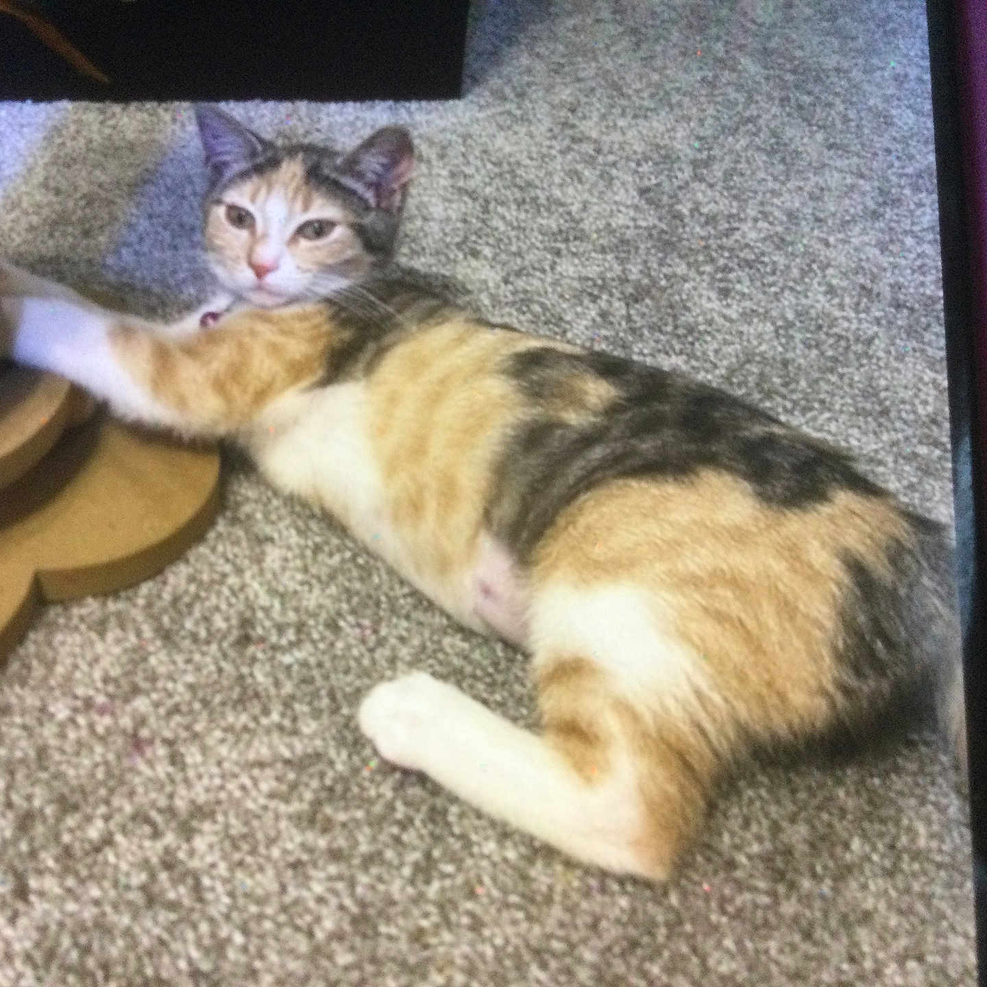 Callie Girl joined the competition — help win amazing prizes! animal, calico_cat, carpet, cat, collar, cute, domestic_cat, ears, feline, fur, home, indoor, lying_down, mammal, paws, pet, relaxed, scratching_post, tail, whiskers
