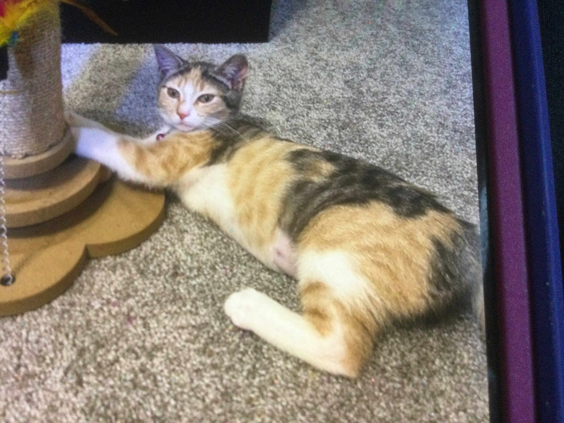Callie Girl