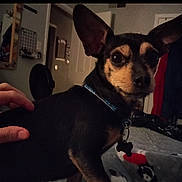 Blue Sloan joined the competition — help win amazing prizes! dog, small_dog, black_and_tan, pet, indoor, bed, hand, collar, ears, curious, looking, room, clothing, door, mirror, wall, bedspread, decor, animal, domestic