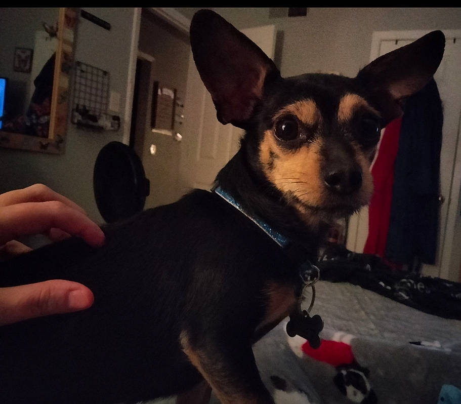 Blue-gucci is registered to the contest to win money with this photo: canidae, carnivore, chihuahua, collar, companion_dog, corgi_chihuahua, dog, dog_breed, dog_collar, dog_supply, ear, fawn, fur, russkiy_toy, snout, sporting_group, toy_dog, whiskers, working_animal