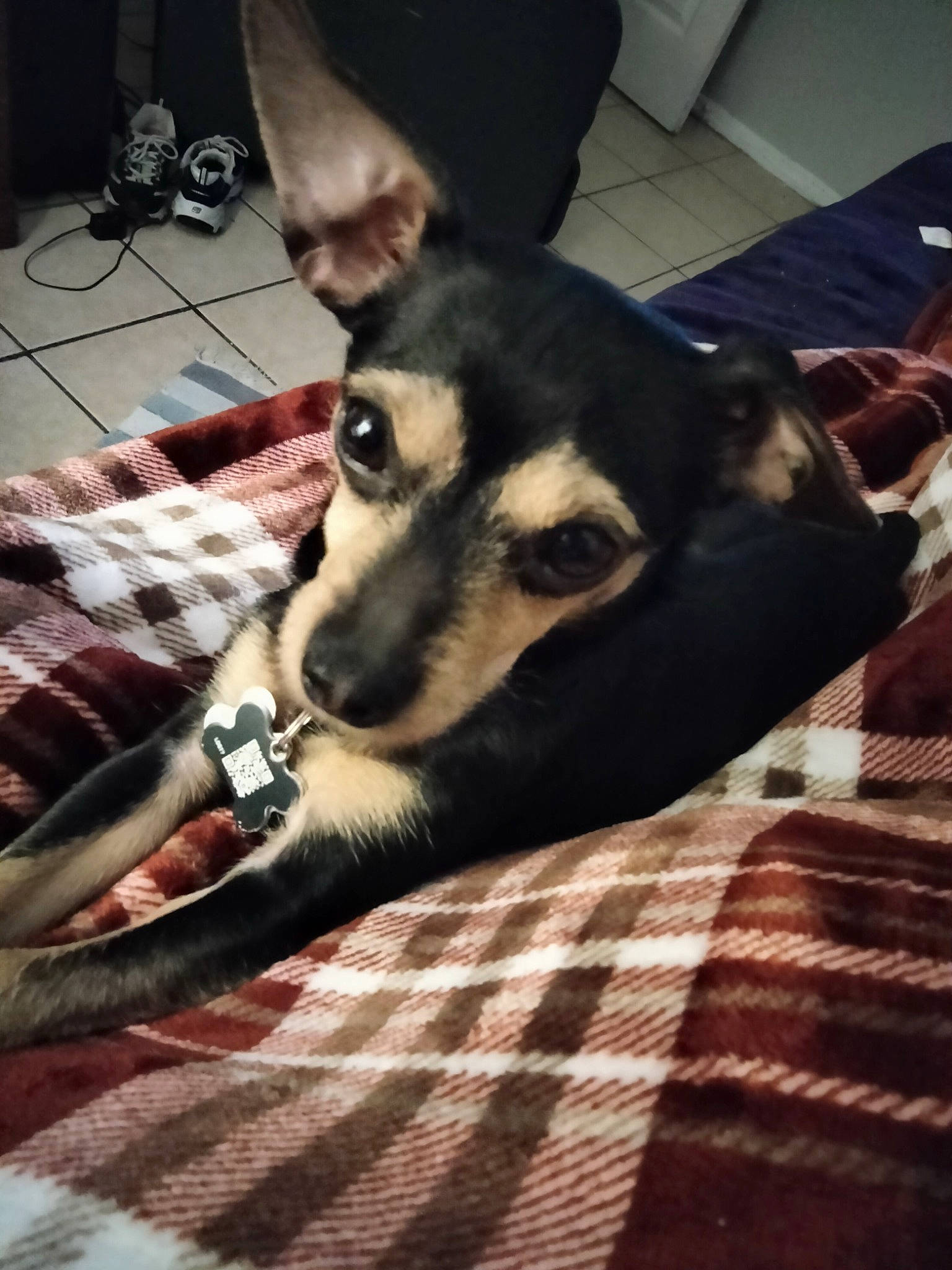 Blue-gucci is registered to the contest to win money with this photo: canidae, carnivore, comfort, companion_dog, dog, dog_breed, dog_supply, ear, fawn, flooring, fur, furniture, pattern, plaid, snout, sporting_group, tartan, toy_dog, whiskers, working_animal