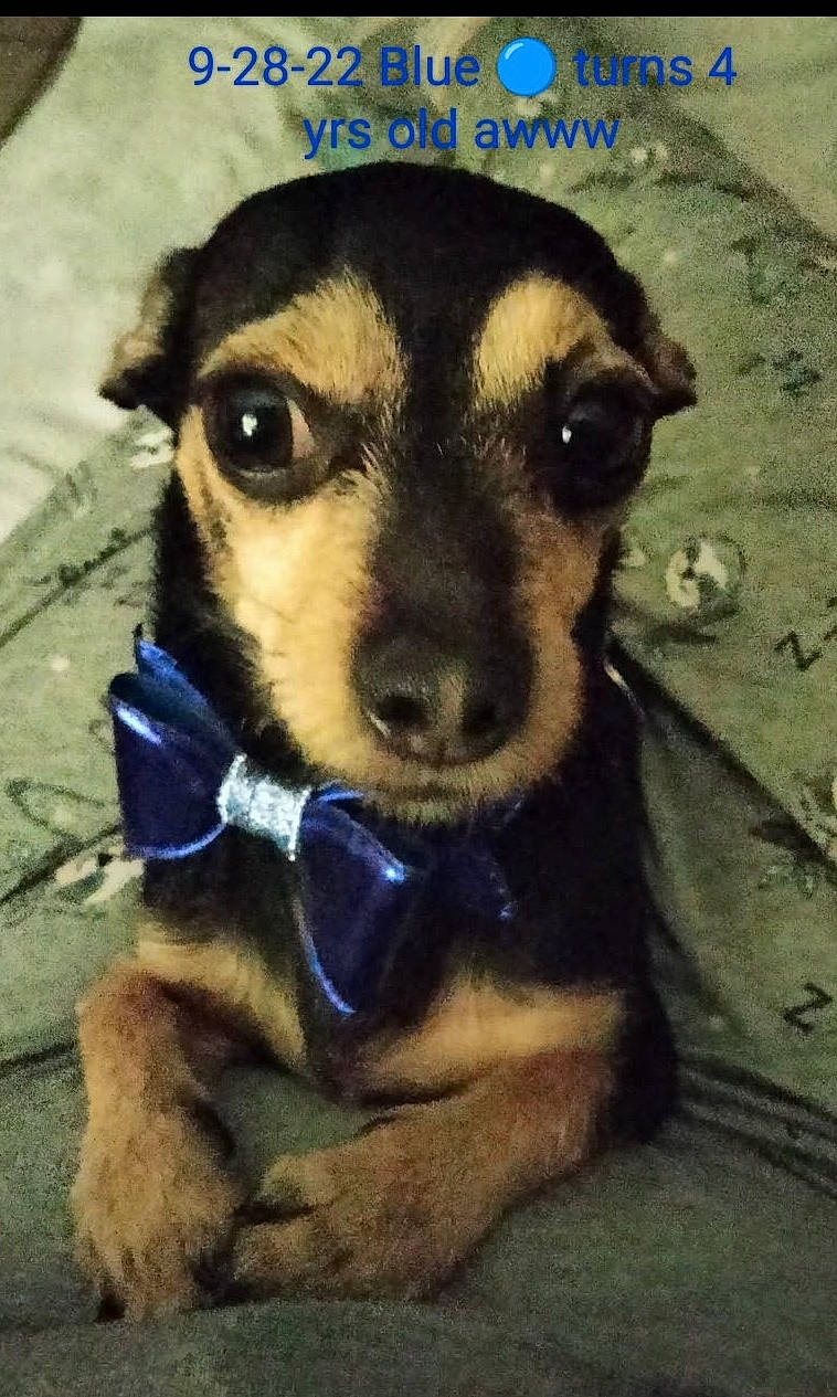 Blue-gucci joined the competition — help win amazing prizes! canidae, carnivore, companion_dog, dog, dog_breed, dog_clothes, dog_supply, ear, electric_blue, eye, fawn, fur, head, iris, snout, sporting_group, terrestrial_animal, toy_dog, whiskers, working_animal