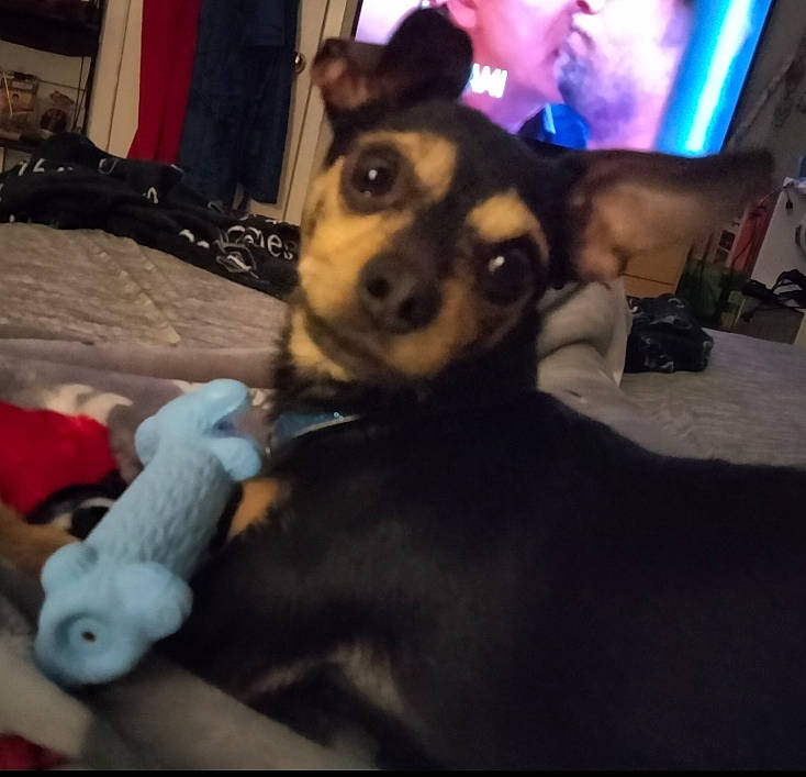 Blue-gucci is registered to the contest to win money with this photo: bed, carnivore, comfort, companion_dog, dog, dog_breed, ear, fawn, fun, fur, guard_dog, linens, paw, plush, room, sporting_group, toy, toy_dog, whiskers, working_animal