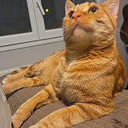 Le Rouquin participe au concours pour gagner de l'argent avec cette photo : cat, orange_tabby, pet, feline, indoor, window, blanket, fur, whiskers, paws, relaxing, curious, mammal, animal, domestic_animal, soft_texture, household, cozy, looking_up, resting