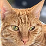 Le Rouquin a rejoint le concours — aidez-le/la à gagner de superbes lots ! cat, ginger_cat, close_up, portrait, animal, pet, feline, whiskers, ears, green_eyes, fur, stripes, domestic_cat, indoor, cute, mammal, face, looking_away, soft_light, blurred_background