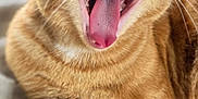 Le Rouquin participe au concours pour gagner de l'argent avec cette photo : cat, ginger_cat, yawning, close_up, feline, pet, animal, whiskers, paw, fur, teeth, tongue, cozy, blanket, relaxed, cute, indoors, sleepy, mammal, domestic_cat