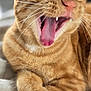 cat, ginger_cat, yawning, close_up, feline, pet, animal, whiskers, paw, fur, teeth, tongue, cozy, blanket, relaxed, cute, indoors, sleepy, mammal, domestic_cat