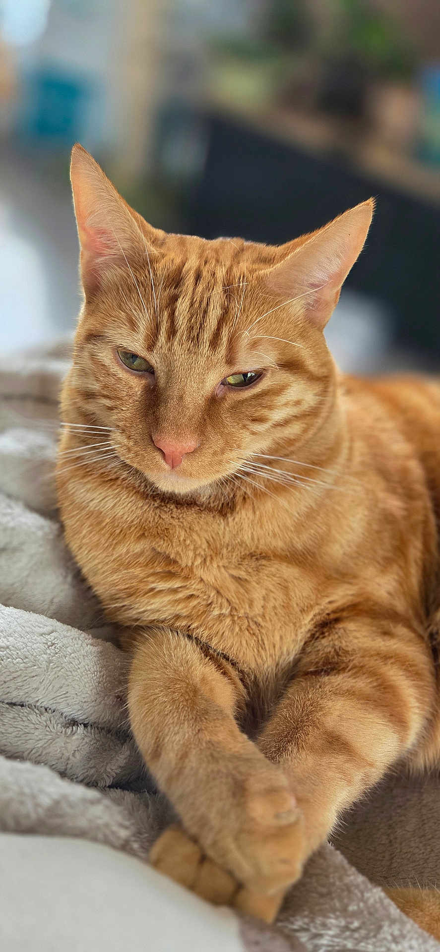 Le Rouquin participe au concours pour gagner de l'argent avec cette photo : cat, ginger_cat, pet, animal, feline, relaxed, indoor, soft_texture, blanket, fur, whiskers, paws, closeup, portrait, cute, sleepy, domestic_animal, resting, cozy, warm