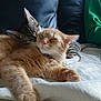 cat, cats, close_up, couch, cozy, domestic_animal, ears, feline, fur, grooming, indoor, leather, orange_cat, paw, pet, relaxed, resting, sleepy, tabby_cat, whiskers