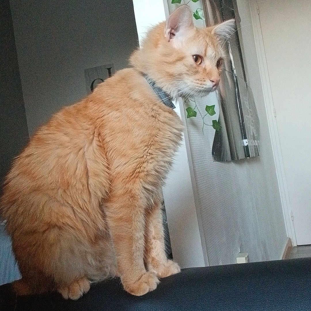 Garfield participe au concours pour gagner de l'argent avec cette photo : animal, cat, collar, couch, decoration, domestic, door, feline, fur, furry, home, indoor, leather, looking, orange_cat, pet, plant, side_view, sitting, wall