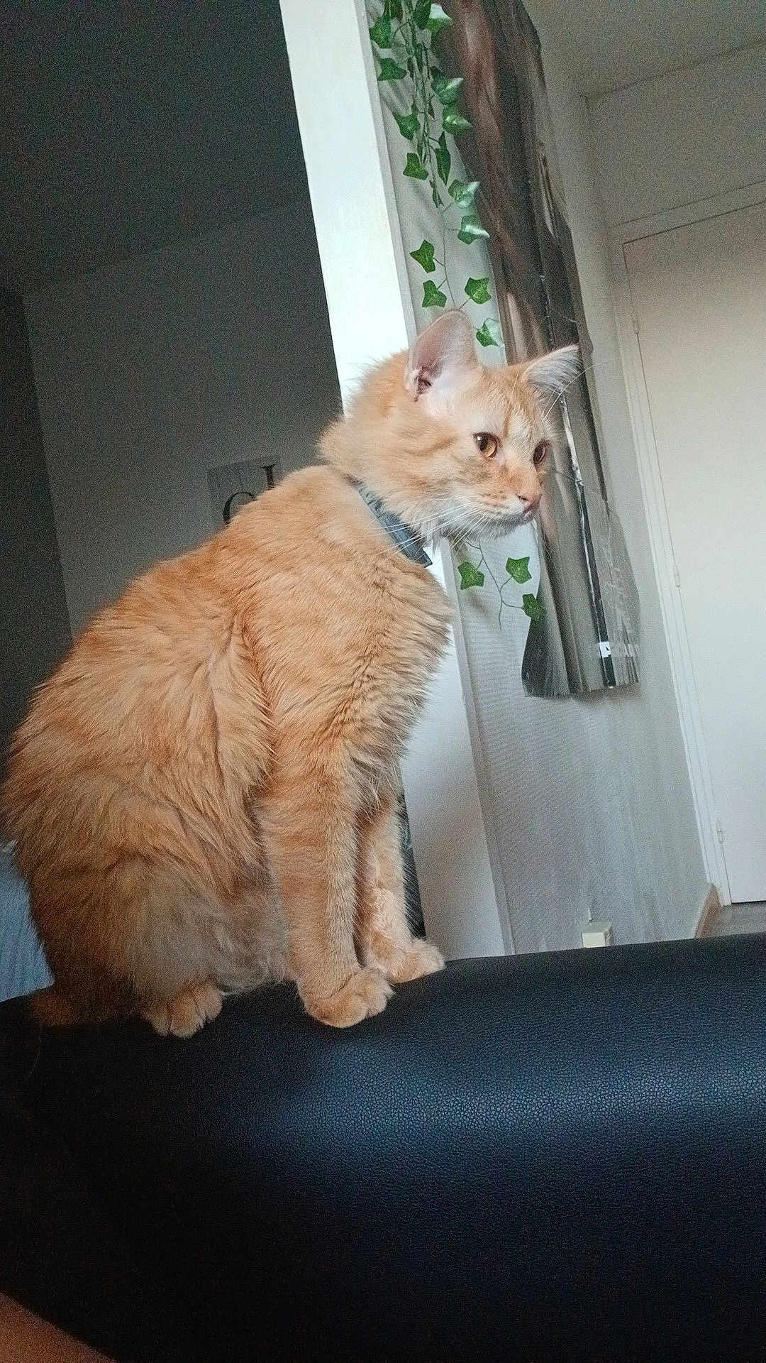 Garfield participe au concours pour gagner de l'argent avec cette photo : animal, cat, collar, couch, decoration, domestic, door, feline, fur, furry, home, indoor, leather, looking, orange_cat, pet, plant, side_view, sitting, wall