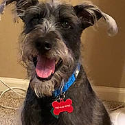 Sonny joined the competition — help win amazing prizes! animal, canine, carpet, collar, companion, cute, dog, domestic, ears, friendly, fur, happy, indoor, mammal, pet, portrait, scruffy, smiling, tag, tongue