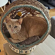 Noisette participe au concours pour gagner de l'argent avec cette photo : cat, basket, indoor, pet, feline, cozy, cushion, wooden_table, yarn, decor, curious, animal, home, relaxed, fur, whiskers, soft_lighting, looking_at_camera, woven, comfortable
