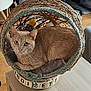 cat, basket, indoor, pet, feline, cozy, cushion, wooden_table, yarn, decor, curious, animal, home, relaxed, fur, whiskers, soft_lighting, looking_at_camera, woven, comfortable