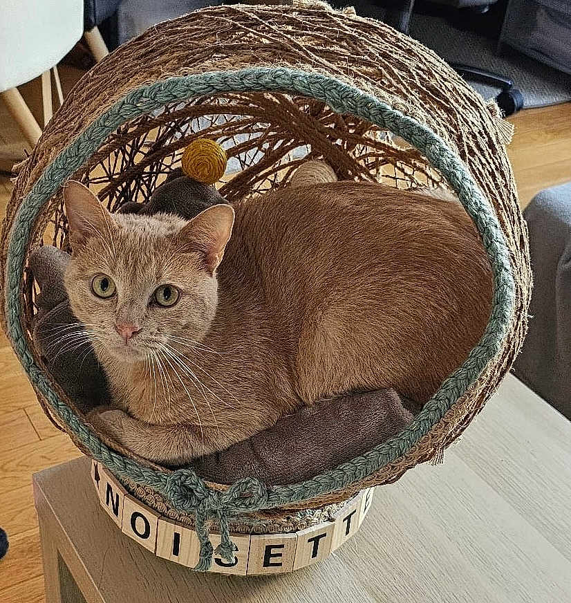 Noisette participe au concours pour gagner de l'argent avec cette photo : cat, basket, indoor, pet, feline, cozy, cushion, wooden_table, yarn, decor, curious, animal, home, relaxed, fur, whiskers, soft_lighting, looking_at_camera, woven, comfortable