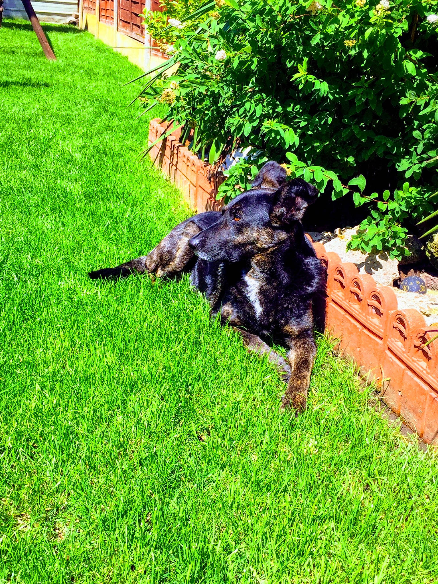 Elsa is registered to the contest to win money with this photo: carnivore, companion_dog, dog, dog_breed, dog_collar, grass, grass_family, green, groundcover, lawn, mammal, plant, shadow, shrub, slope, snout, tail, tints_and_shades, window, working_animal