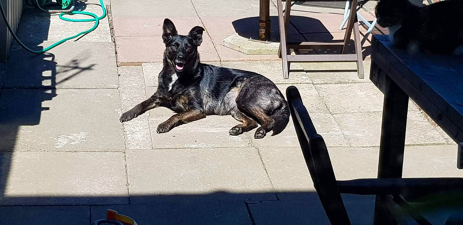 Elsa is registered to the contest to win money with this photo: art, blue, canidae, carnivore, collar, companion_dog, dog, dog_breed, guard_dog, herding_dog, law_enforcement, paw, road_surface, shadow, snout, sporting_group, street, street_dog, tail, working_dog