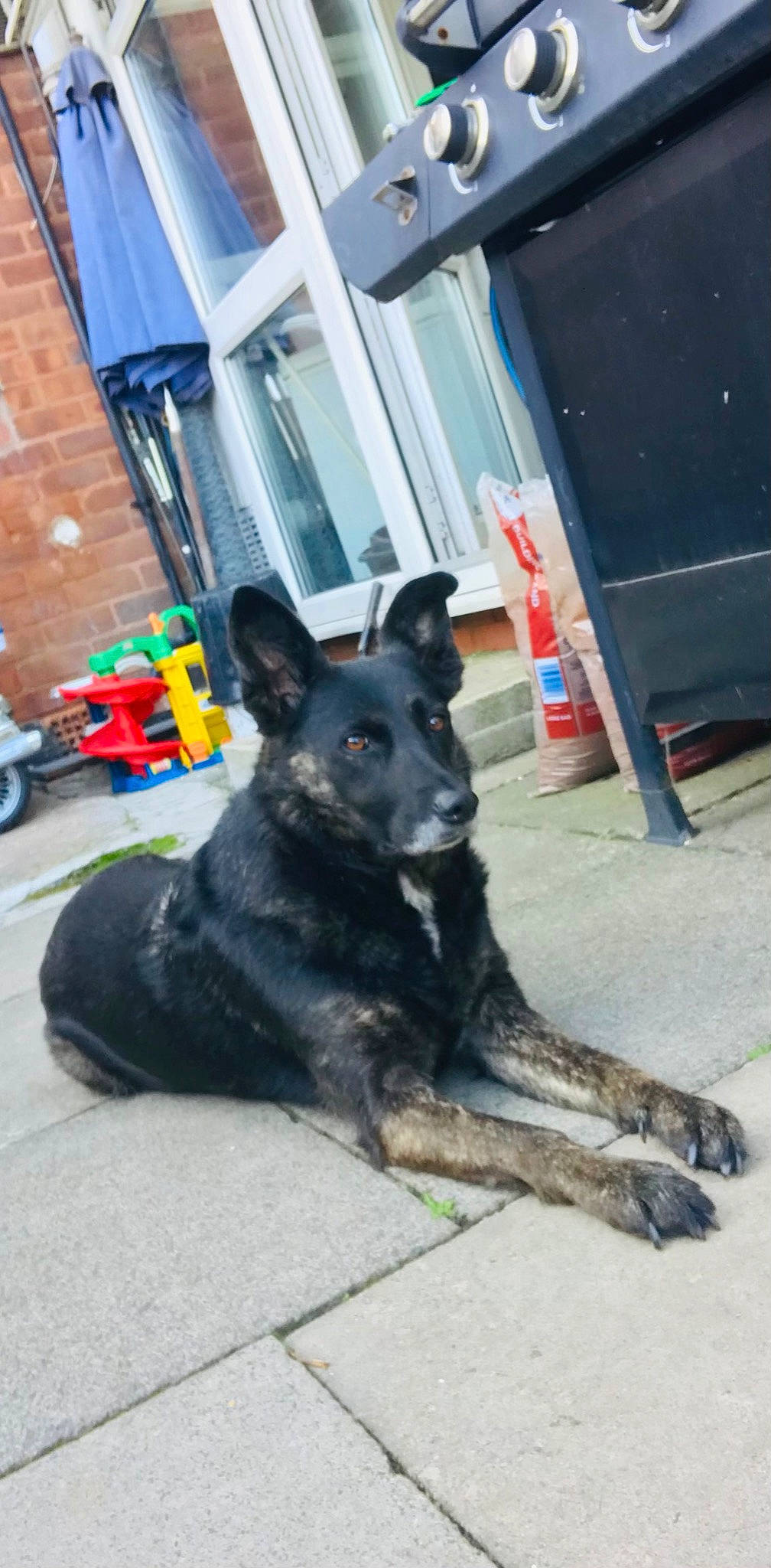 Elsa joined the competition — help win amazing prizes! canidae, carnivore, collar, companion_dog, dog, dog_breed, dog_collar, door, fur, guard_dog, herding_dog, non_sporting_group, snout, sporting_group, street, tail, tire, window, working_animal, working_dog