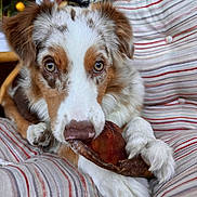 Utah participe au concours pour gagner de l'argent avec cette photo : animal, brown, canine, chewing, close_up, comfort, cushion, dog, eyes, focus, fur, indoor, paws, pet, relaxed, resting, snout, striped, treat, white