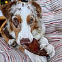 animal, brown, canine, chewing, close_up, comfort, cushion, dog, eyes, focus, fur, indoor, paws, pet, relaxed, resting, snout, striped, treat, white