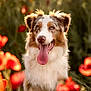Utah participe au concours pour gagner de l'argent avec cette photo : animal, australian_shepherd, bokeh, close_up, cute, dog, flower_field, fluffy, grass, greenery, happy, nature, outdoor, pet, playful, poppies, portrait, summer, sunlight, tongue_out