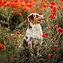 Utah a rejoint le concours — aidez-le/la à gagner de superbes lots ! animal, australian_shepherd, canine, colorful, dog, flower_field, furry, grass, greenery, happy, nature, outdoor, pet, poppy_flowers, portrait, red_flowers, sitting, summer, sunlight, vibrant