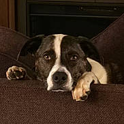 Ruger is registered to the contest to win money with this photo: animal, brown_couch, canine, closeup, comfort, cozy, dog, ears, expression, face, fur, home, indoor, looking, paw, pet, portrait, quiet, relaxed, resting