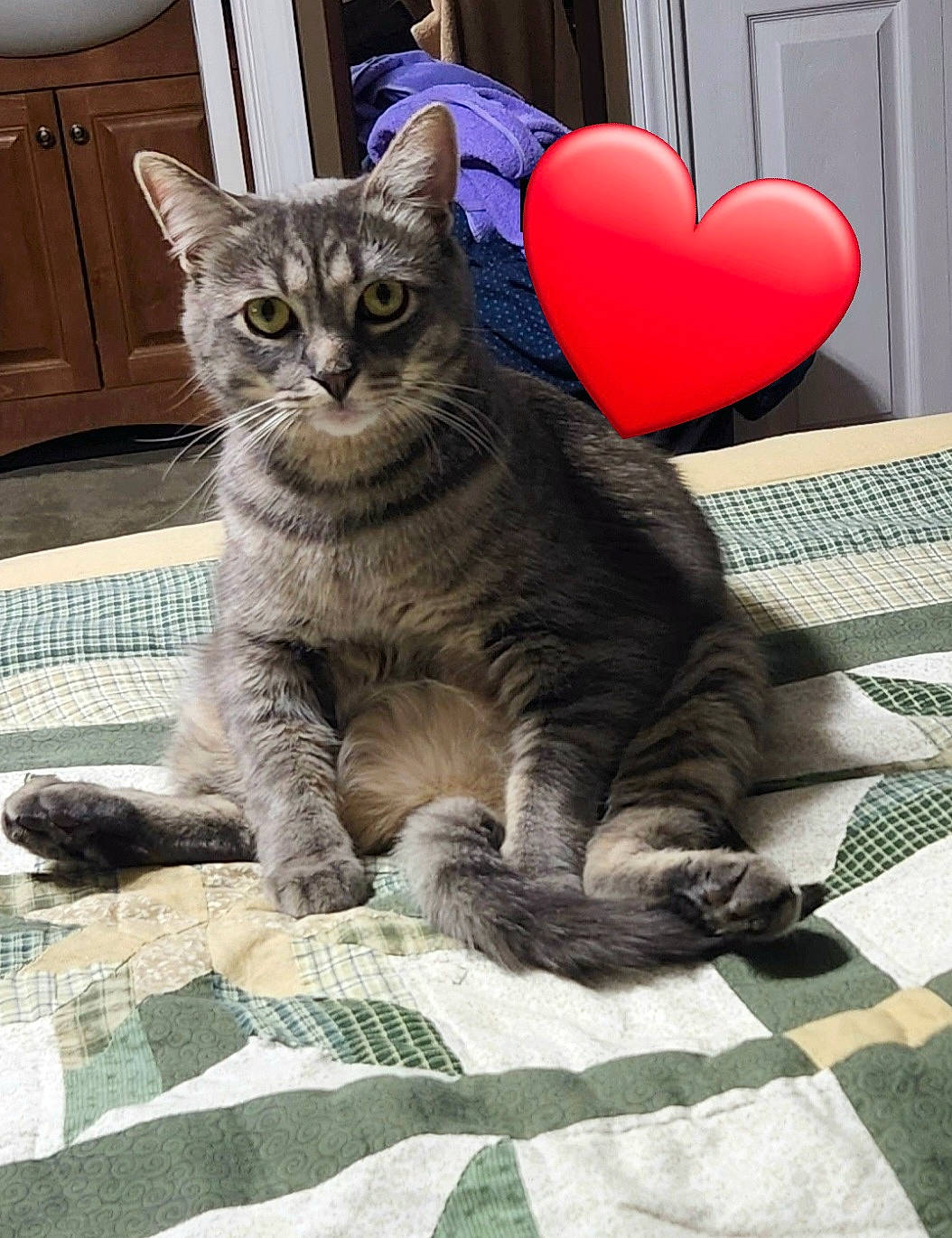 Jagger joined the competition — help win amazing prizes! cabinetry, carmine, carnivore, cat, claw, comfort, domestic_short_haired_cat, felidae, fur, grey, heart, pattern, paw, sitting, small_to_medium_sized_cats, snout, tail, terrestrial_animal, whiskers, window