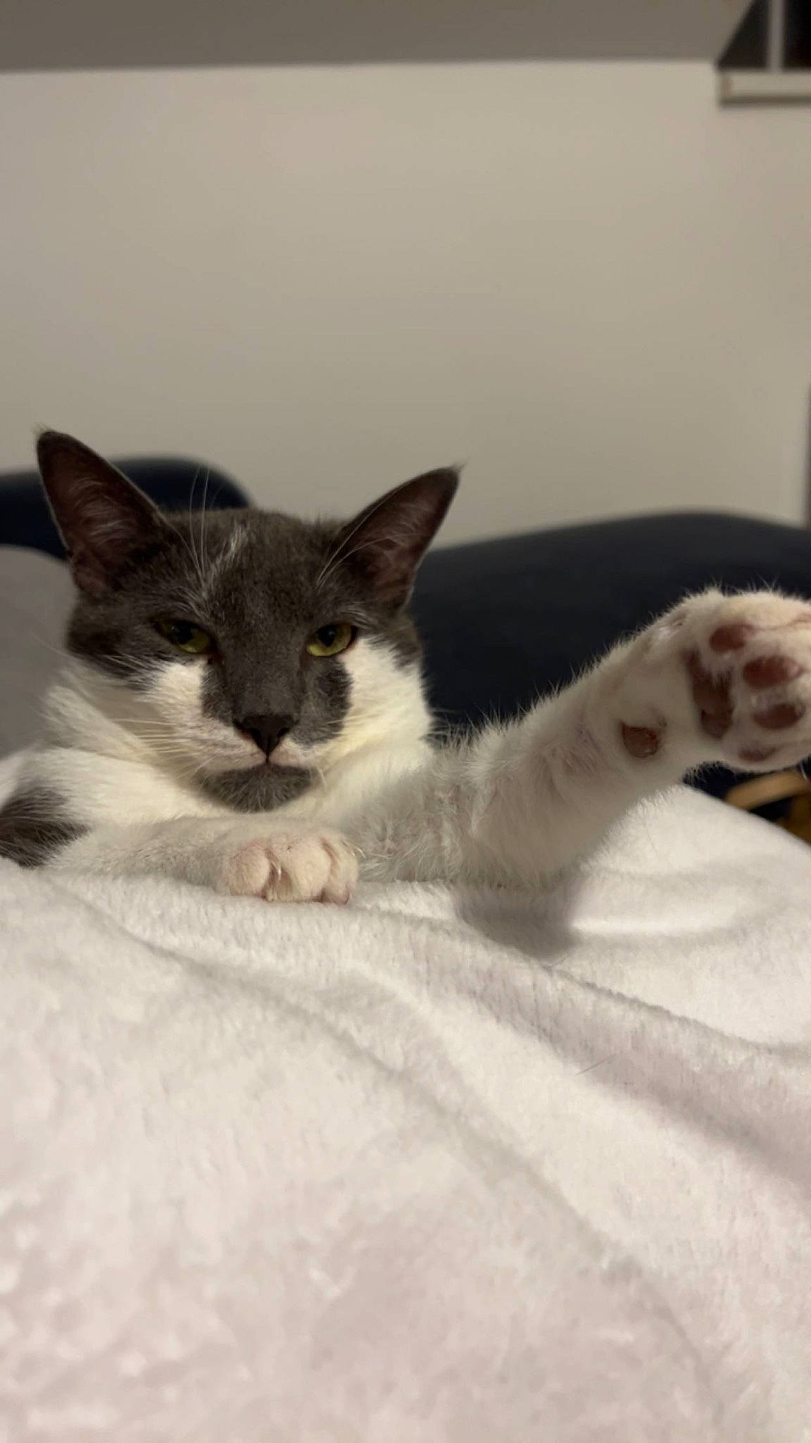 Noopy participe au concours pour gagner de l'argent avec cette photo : carnivore, cat, comfort, domestic_short_haired_cat, eye, felidae, fur, grey, linens, monochrome_photography, paw, small_to_medium_sized_cats, tail, terrestrial_animal, whiskers