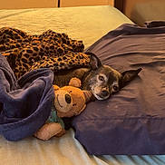 Gucci is registered to the contest to win money with this photo: animal, bed, blanket, brown, comfort, cozy, cute, dog, fur, indoor, leopard_print, pet, pillow, purple, resting, sleepy, snuggling, soft_lighting, stuffed_animal, teddy_bear