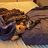 animal, bed, blanket, brown, comfort, cozy, cute, dog, fur, indoor, leopard_print, pet, pillow, purple, resting, sleepy, snuggling, soft_lighting, stuffed_animal, teddy_bear