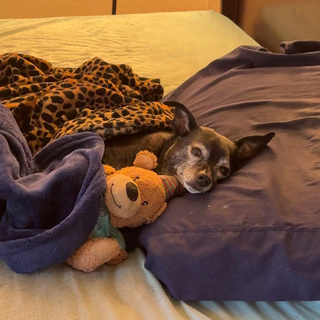 Gucci is registered to the contest to win money with this photo: animal, bed, blanket, brown, comfort, cozy, cute, dog, fur, indoor, leopard_print, pet, pillow, purple, resting, sleepy, snuggling, soft_lighting, stuffed_animal, teddy_bear