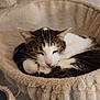 animal, brown, cat, cat_bed, comfort, cozy, curled_up, cute, domestic_cat, feline, fur, indoor, pet, relaxed, resting, sleeping, soft, tabby, whiskers, white