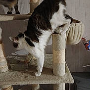 Mia a rejoint le concours — aidez-le/la à gagner de superbes lots ! animal, balancing, beige, cat, cat_tree, curious, domestic, feline, fur, glass_dish, household, indoor, multi_level, paws, pet, playful, scratching_post, stretching, wall, whiskers