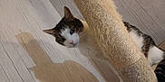 Mia a rejoint le concours — aidez-le/la à gagner de superbes lots ! animal, cat, close_up, curious, cute, domestic, ears, feline, flooring, indoor, looking, pet, playful, scratching_post, shadow, side_view, texture, whiskers, white_and_tabby, wooden_floor