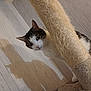 animal, cat, close_up, curious, cute, domestic, ears, feline, flooring, indoor, looking, pet, playful, scratching_post, shadow, side_view, texture, whiskers, white_and_tabby, wooden_floor