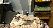 Gaia joined the competition — help win amazing prizes! animal, blanket, cable, calico_cat, cardboard_box, cat, cozy, furniture, home, indoor, pet, pouf, relaxed, rug, sleeping, soft_texture, storage_box, wall, window, wood_floor