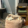 animal, blanket, cable, calico_cat, cardboard_box, cat, cozy, furniture, home, indoor, pet, pouf, relaxed, rug, sleeping, soft_texture, storage_box, wall, window, wood_floor