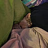 Gaia is registered to the contest to win money with this photo: animal, closeup, comfort, cozy, cute, fabric, fur, green_cushion, hidden, indoor, kitten, nap, peaceful, pet, quiet, resting, sleeping, small, soft, warm