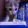 Gaia is registered to the contest to win money with this photo: animal, beverage, box, can, cardboard, cat, close_up, container, curious, face, feline, hard_seltzer, indoor, kitten, pet, product_packaging, soft_light, whiskers, white_claw, young_cat