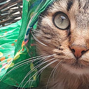Baghera participe au concours pour gagner de l'argent avec cette photo : animal, basket, cat, close_up, colorful, curious, detail, domestic_cat, eye, fabric, face, fur, green_scarf, natural_light, outdoor, pattern, pet, portrait, texture, whiskers
