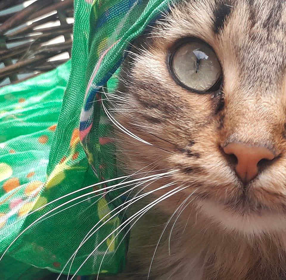 Baghera